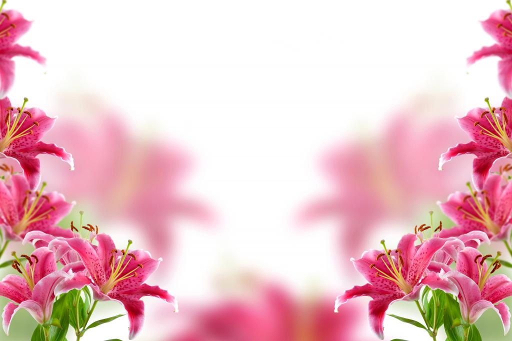 粉色温柔的百合花，一张贺卡的背景