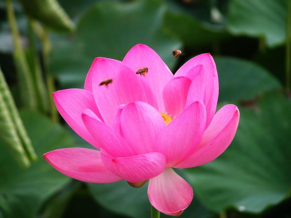 粉红色的百合和蜜蜂
