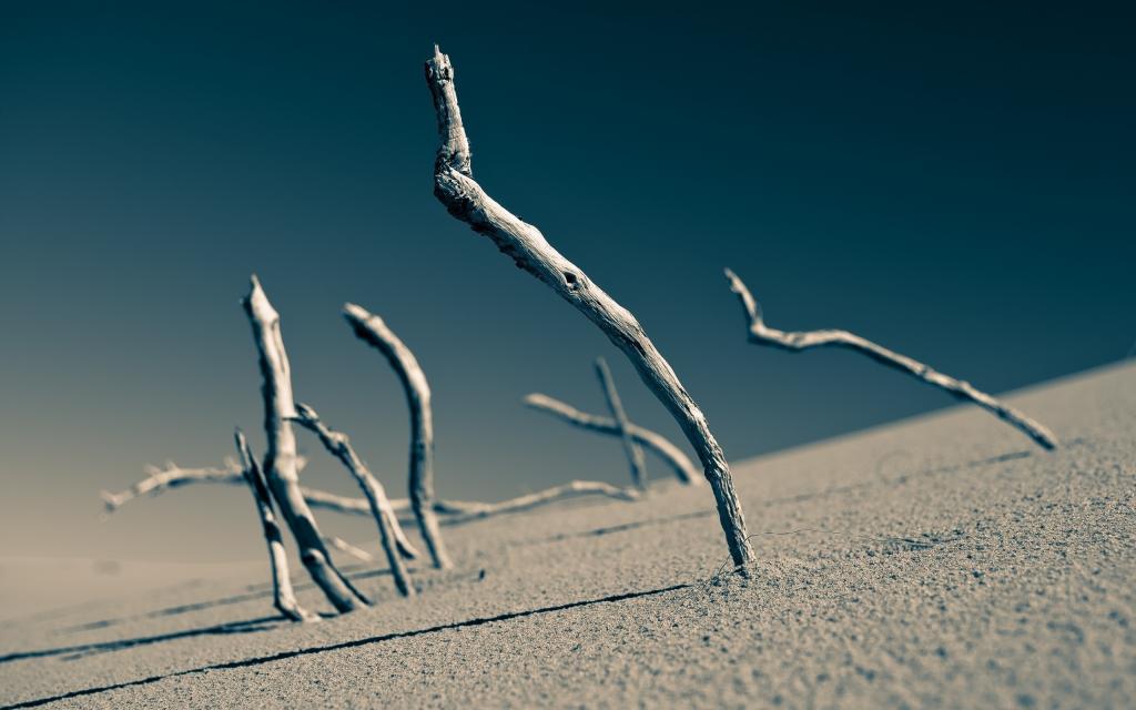 干燥的树枝在沙子里伸出来