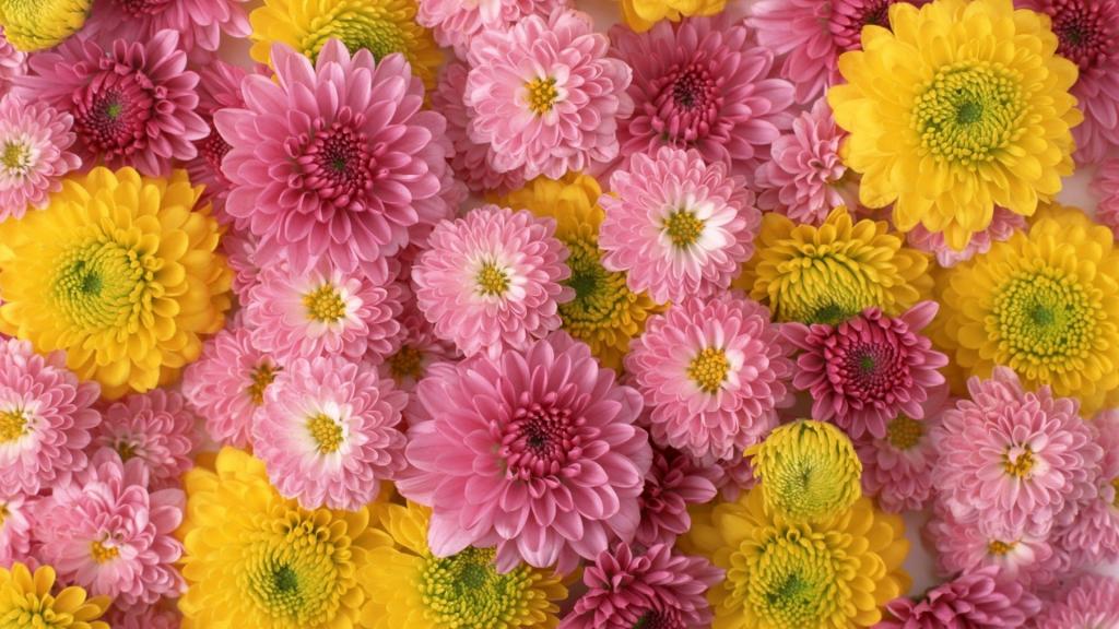 大丽花的粉红色和黄色美丽的花朵