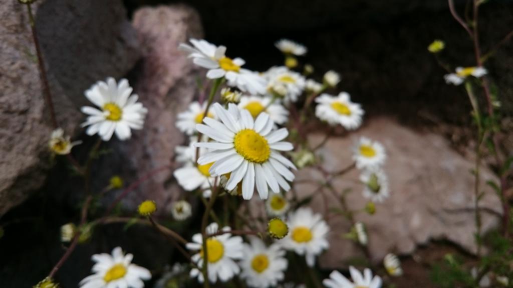 在石头附近的白色雏菊