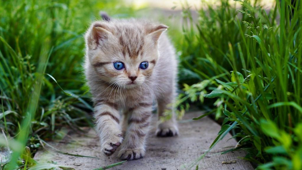一只蓝眼睛的小猫走在草地上