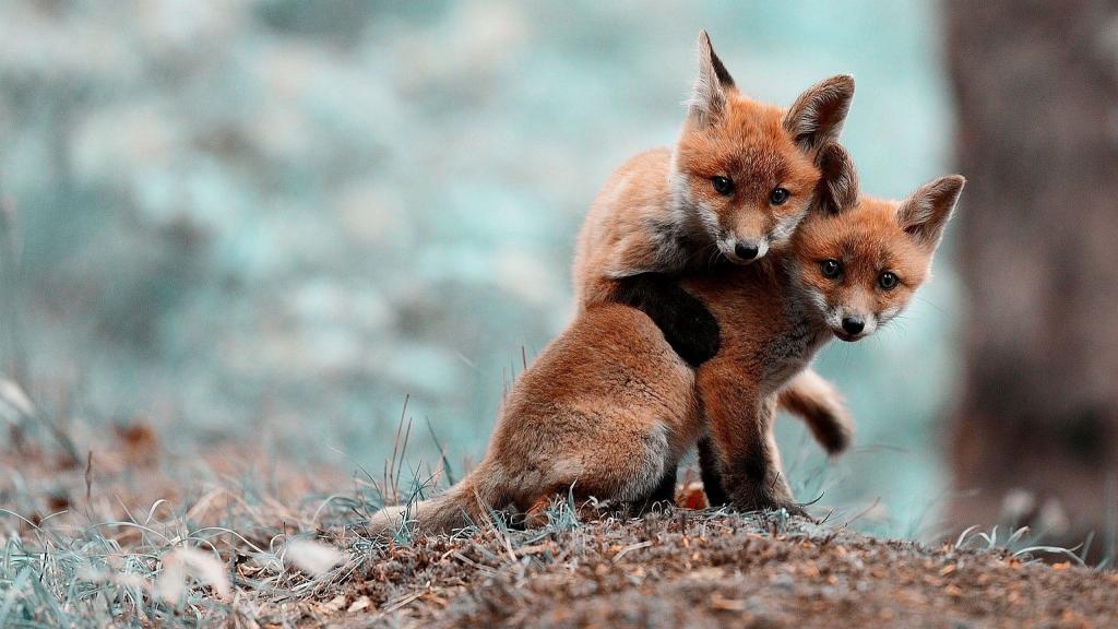 两只可爱的狐狸