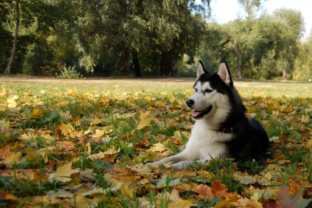 在秋叶的阿拉斯加的爱斯基摩狗