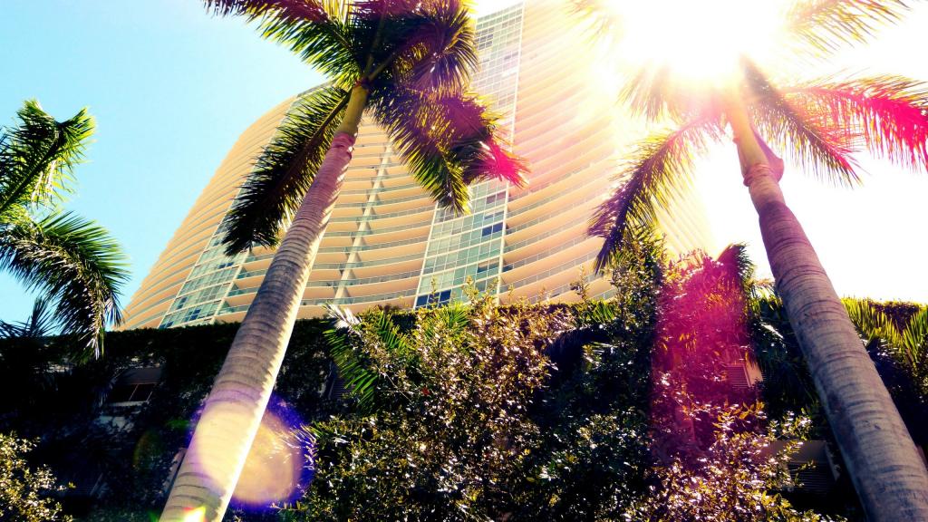 棕榈树在迈阿密