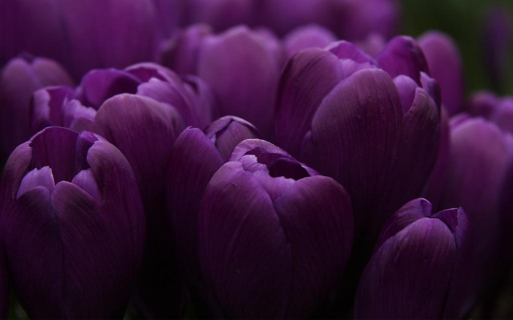 淡紫色郁金香