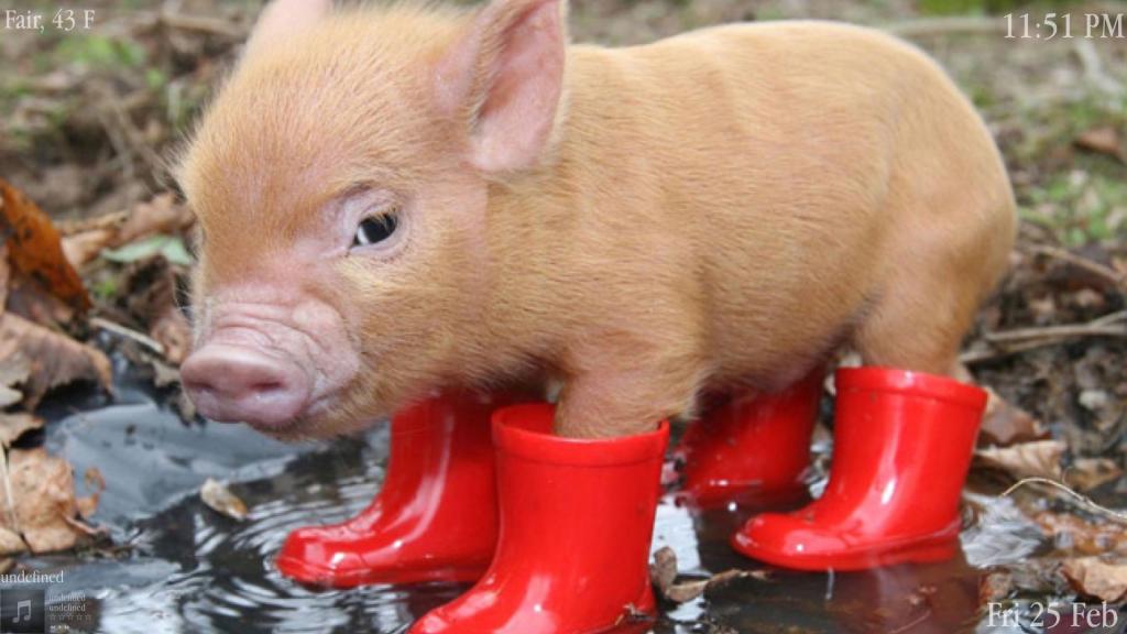 小猪在靴子里