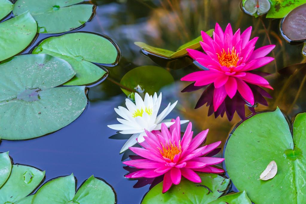 一个睡莲在池塘里的白色和粉红色的花朵