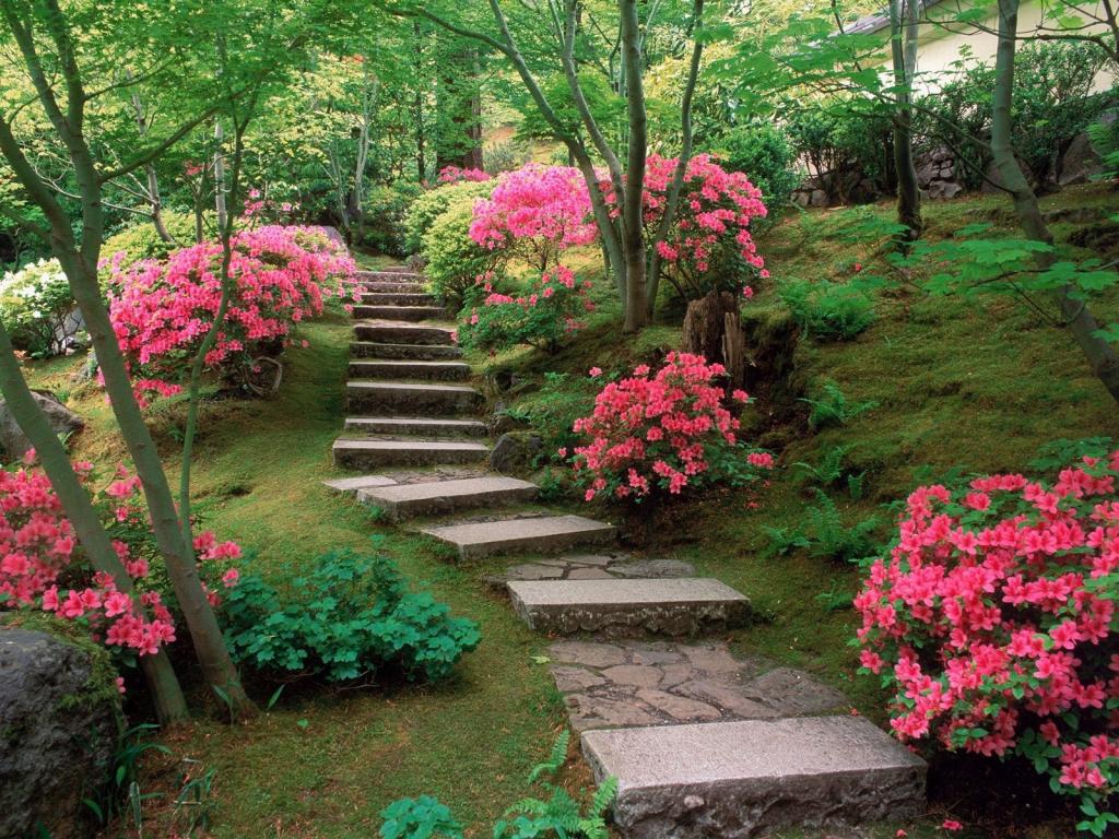 日本花园里的杜鹃花
