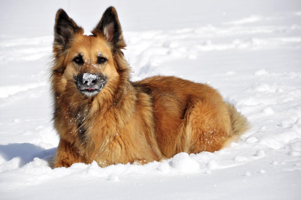 德国牧羊犬在冬天躺在雪地上