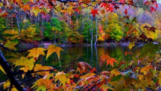 在河边的秋天树上的叶子