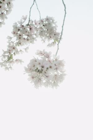 漂亮白色樱花微信背景