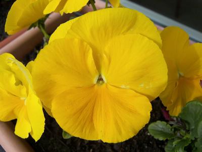 在罐子里的黄色美丽的三色紫罗兰花