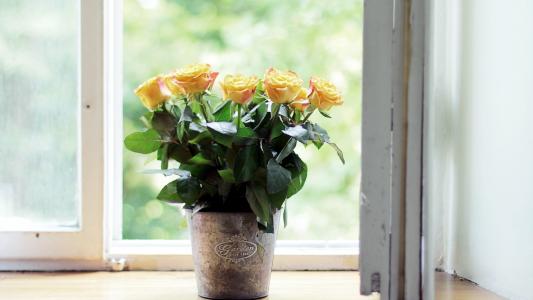 在窗台上一壶中的黄玫瑰