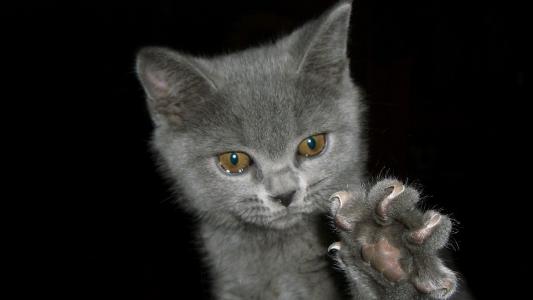 小猫释放爪子