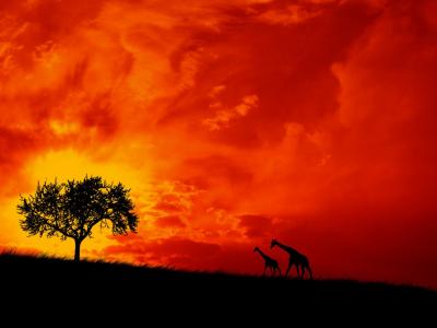 一对长颈鹿对着红色的天空