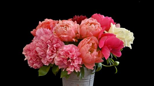 粉红色的美丽的介子，在黑色背景上的桶中的花束