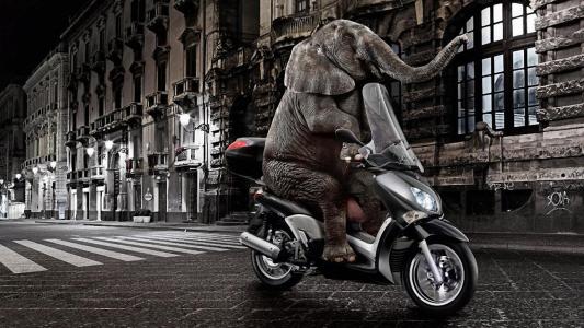 在轻便摩托车上的大象