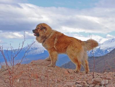 高加索牧羊犬在山中
