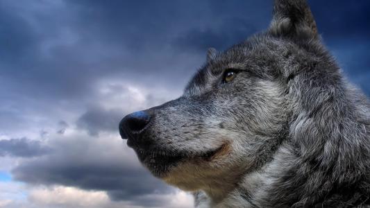 一只美丽的灰狼
