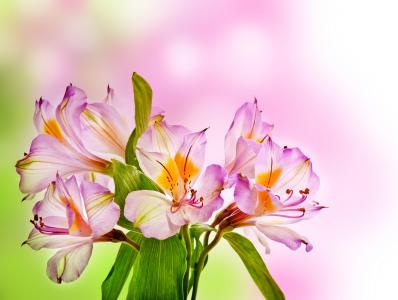 粉红色的温柔花朵德国六枝扦插特写