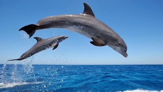 海豚跳跃