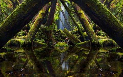 苔藓生长的树木如同水面上的拱门