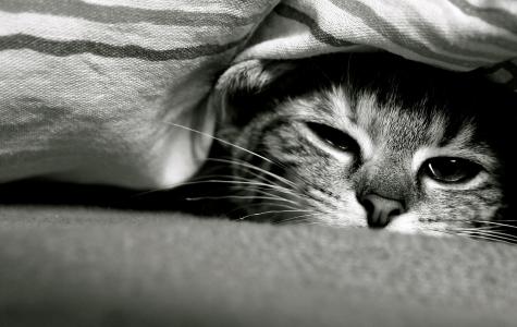在毯子下的有趣的猫