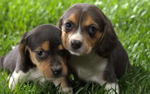 两只小小猎犬小狗在草地上