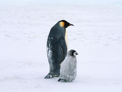 北极企鹅的生活