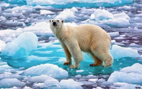北极熊在蓝色的浮冰