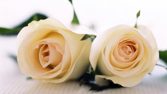 美丽的白玫瑰，在白色的桌布上