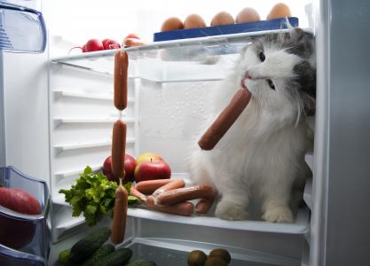 猫从冰箱里偷香肠