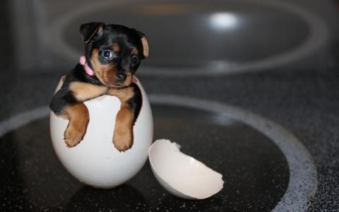 小鸡在蛋壳里