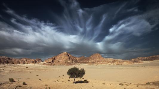 孤独的树在沙漠中