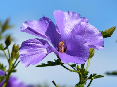 美丽的紫罗兰色芙蓉花