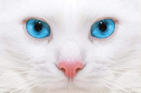 与蓝眼睛特写的白色猫