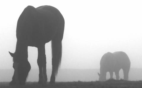 马在雾中吃草