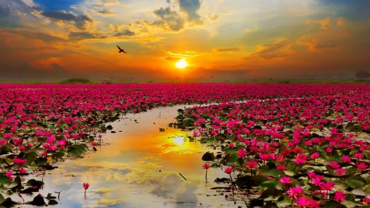 桃红色莲花湖在落日的背景的