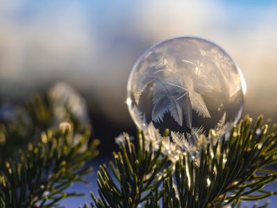 在一个云杉的分支上的冷冻的肥皂泡在冬天