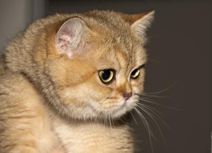 红色英国Shorthair猫