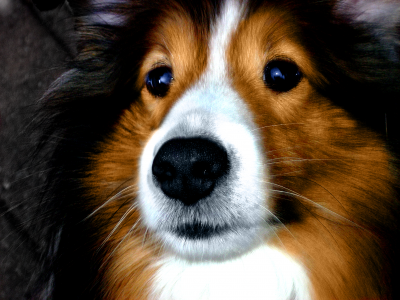 可爱的Sheltie狗的肖像