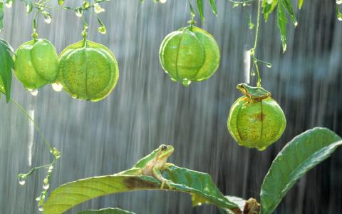 在雨中的植物上的青蛙