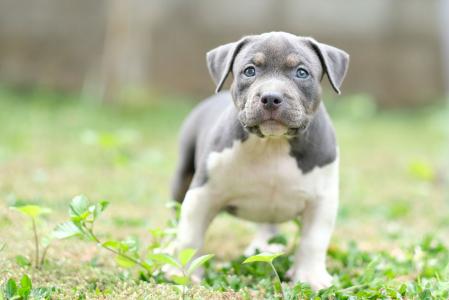 英国斯塔福郡斗牛梗的一只小蓝眼睛的小狗