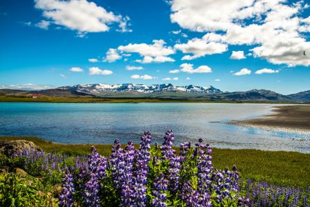 羽扇豆在一个湖的岸边在美丽的天空下反对山背景在冰岛