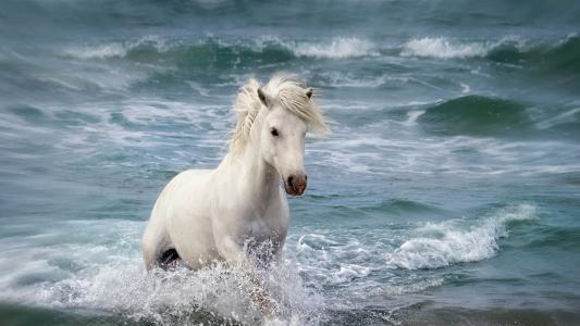 美丽的白马在水中