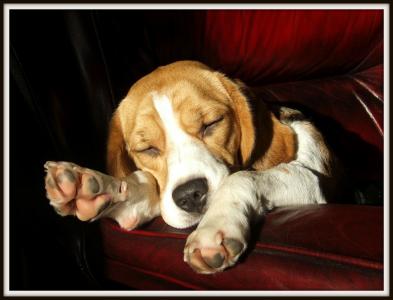 小猎犬狗睡在红葡萄酒沙发上