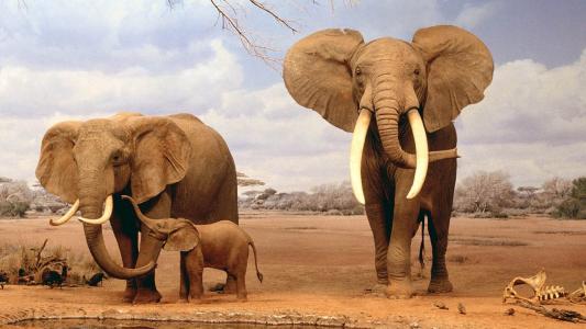 非洲大象的家庭