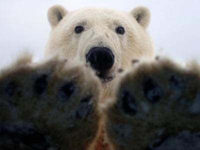 北极熊的爪子