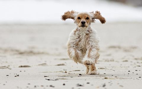 美国可卡犬穿过沙滩